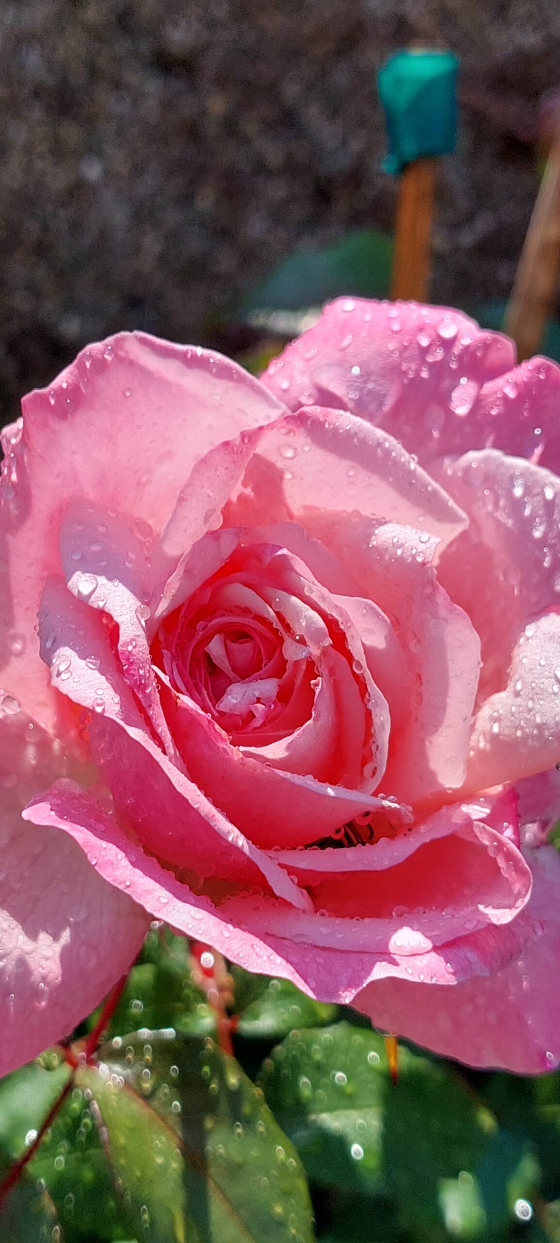 rosa gocce pioggia